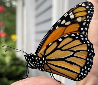 bufly closeup.jpg