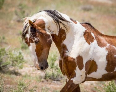Wild_Mustang_Picasso.jpg