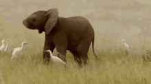 IMG_2162.gif