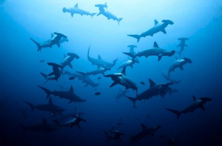 a-shoal-of-hammerhead-sharks.jpg