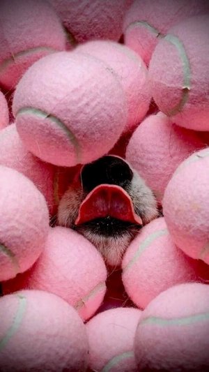 tumblr_99c711fb21c1aea8c5bf17111b948b83_cd056e53_1280.jpg