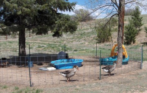 kiddie pool for ducks n geese.jpg