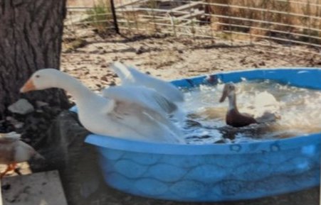 Angel in the pool.jpg