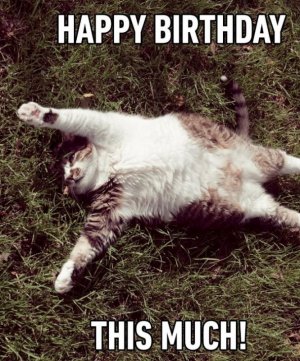 cat-BD.JPG