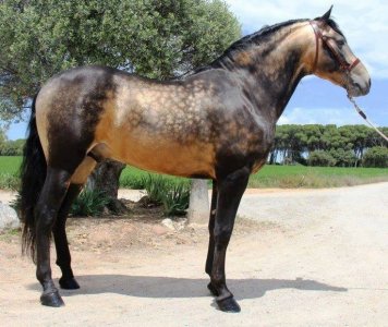 dappled_sooty_buckskin.jpg