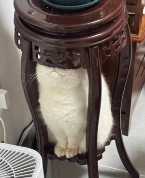 cat.jpg