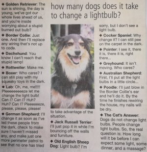 Dogs.jpg