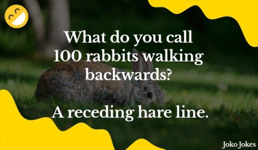 rabbitt2.jpg