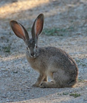 blacktailedjackrabbitnpsWallaceKeck-3130472617.jpg