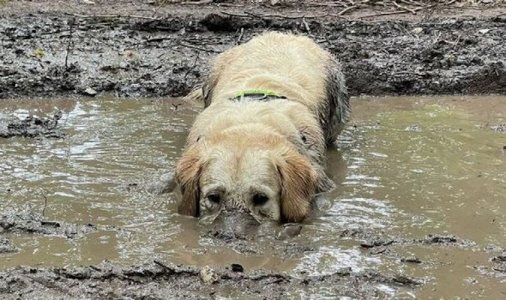 Wallow @.jpg