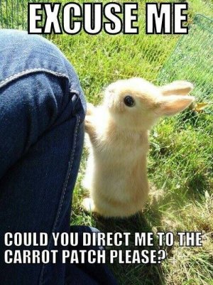 rabbitt7.jpg