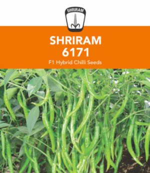 Number 6171 @.jpg