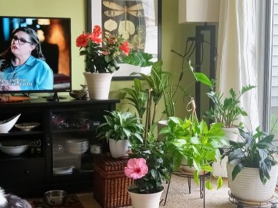 plants.jpg