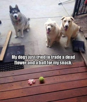 IMG_9838.jpeg