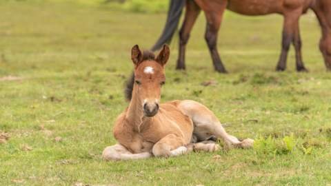 NF Pony1.jpg