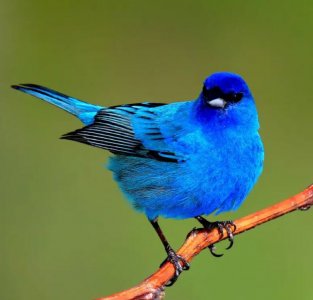 indigoBunting.JPG indigoBunting.JPG