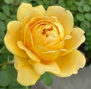 yellow rose.jpg