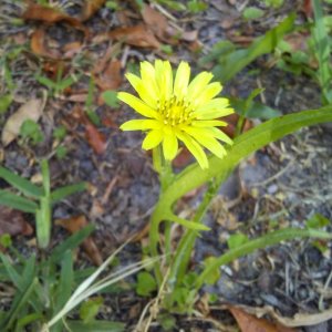 Dandelion.jpg
