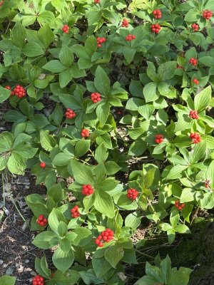 IMG_9855.jpeg