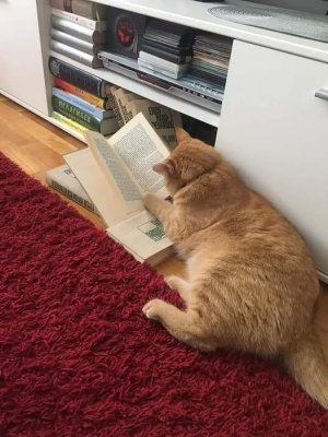 caturday book 2.jpg