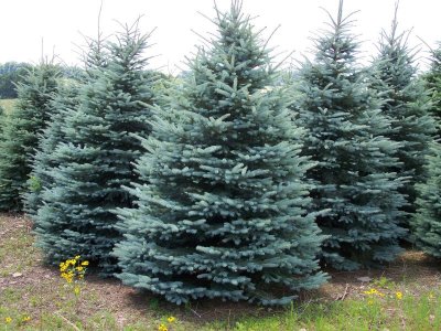 ColoradoBlueSpruce1797.jpg