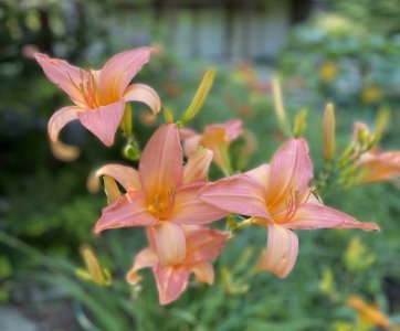IMG_5686.jpg