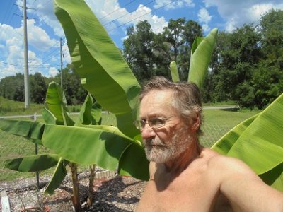 banana tree.JPG