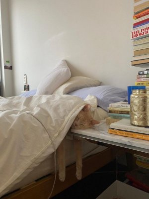caturday bed.jpg
