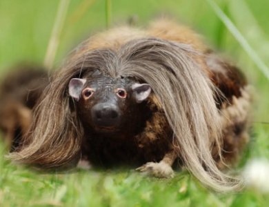 wild_haggis_nah.jpg