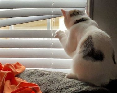 Nosey @.jpg