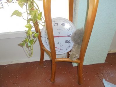 temp plunge.JPG