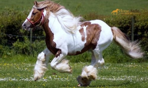 Budweiser_Clydesdale.jpg