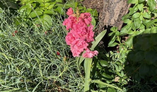 IMG_0541.jpeg