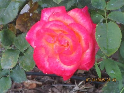 IMG_0639.JPG