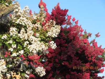 IMG_0613.JPG