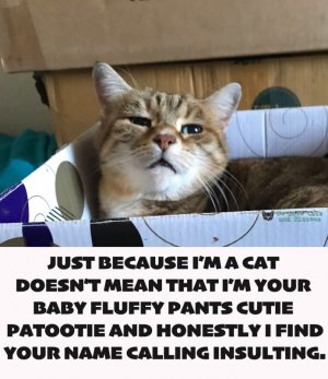 IMG_2330.jpeg