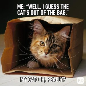 Hilarious-Cat-Memes-1.jpg