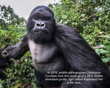 gorilla.jpeg