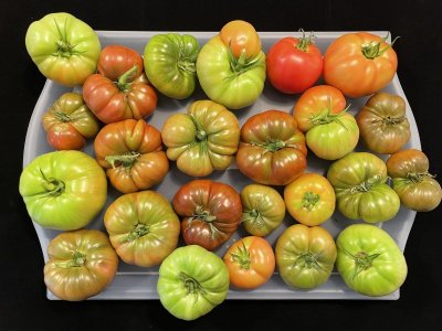 Best tomato IMG_5317 2.JPG