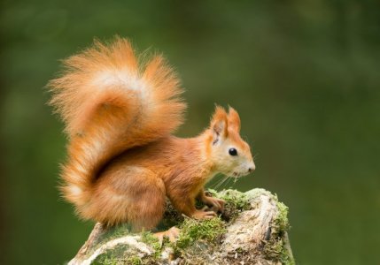 red-squirrel11.jpg