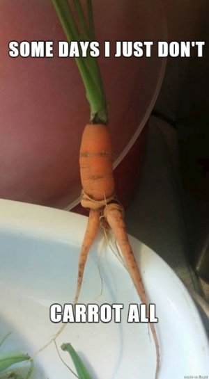 carrot all.jpg