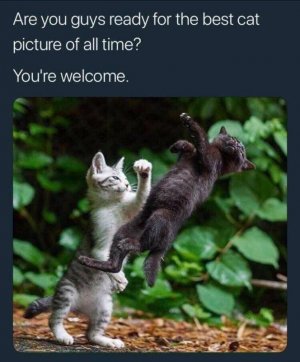 cat boxing.jpg