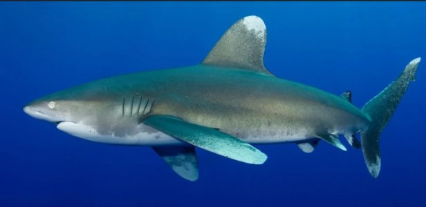 shark.jpg shark.jpg