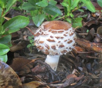 Mushroom 2.JPG