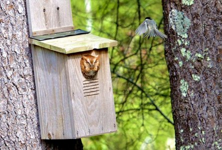 owl and chickadee PSDSC5021.jpeg