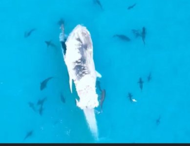 shark.jpg