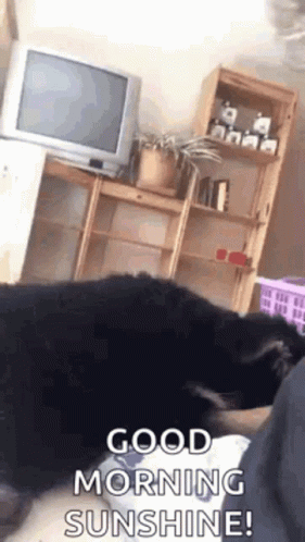 good morning sunshine.gif