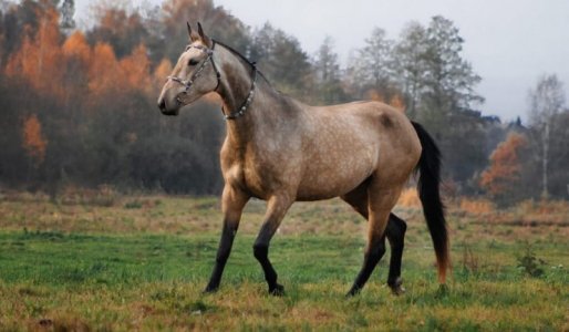 silver_buckskin.jpg