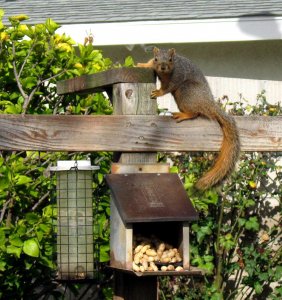 squirrel.jpg