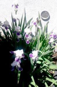 iris.jpg